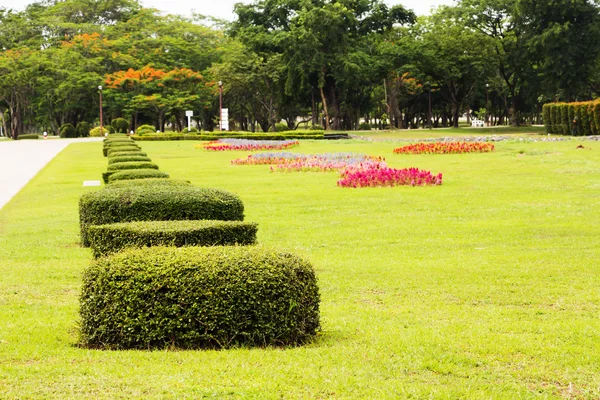 Hermosos arbustos exuberantes en el jardín — Foto de Stock