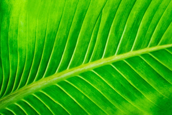 Grön blad struktur bakgrund. — Stockfoto