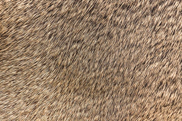 Hög kvalitet på naturlig brun päls textur bakgrund Stockbild