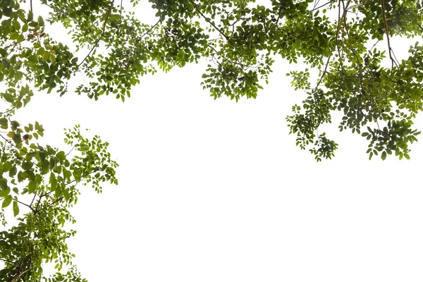 Grönt blad isolerad på en vit bakgrund Royaltyfria Stockfoton