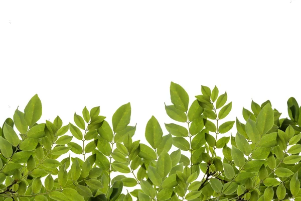 Färska gröna blad gränsen isolerade på vit bakgrund. Stockbild
