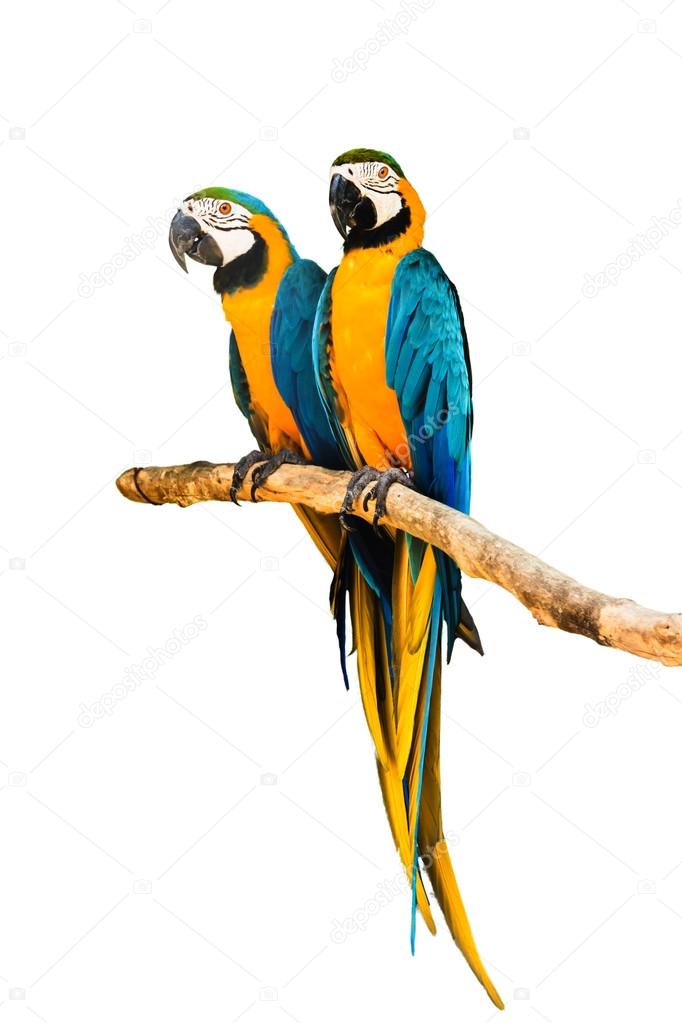 Couple Macaw Parrot isolated on white background