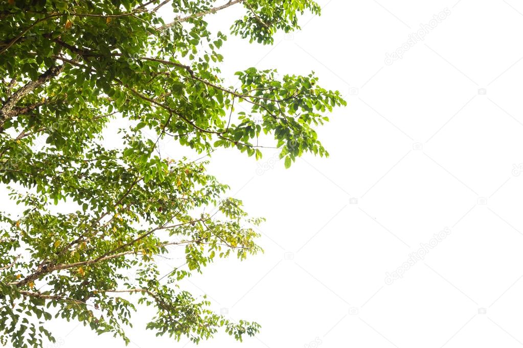 Green leaf isolated on a white background