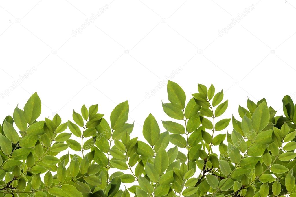 Fresh green leaves border isolated on white background.