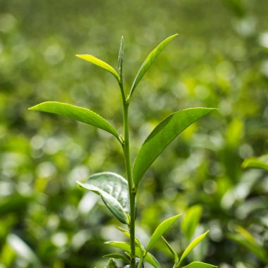 yakın çekim taze çay plantasyon içinde bırakır.