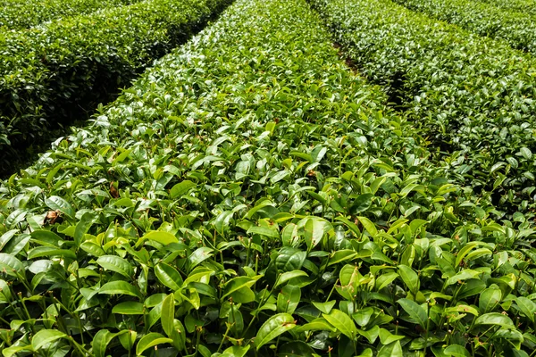 新鲜茶叶种植园čerstvé čajové plantáže — ストック写真