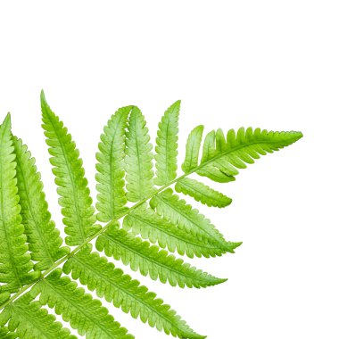 Beyaz arkaplanda yeşil yaprak izole