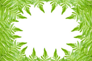 Beyaz arkaplanda yeşil yaprak izole