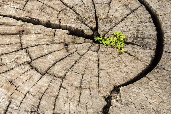 Sucesso de liderança e conceito de esperança.Sementes fortes crescendo no velho c — Fotografia de Stock