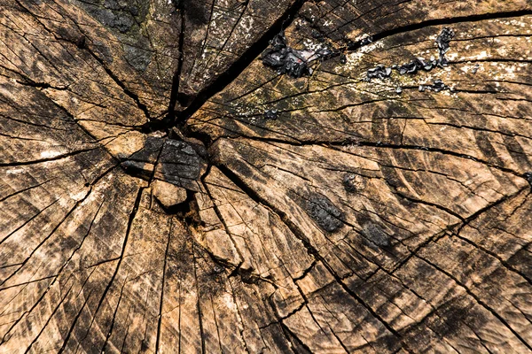 Kus stromu, textura z prasklého dřeva na pozadí. — Stock fotografie