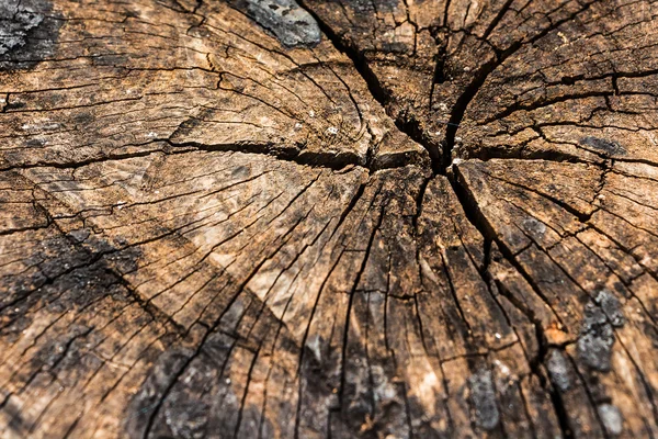 Kus stromu, textura z prasklého dřeva na pozadí. — Stock fotografie