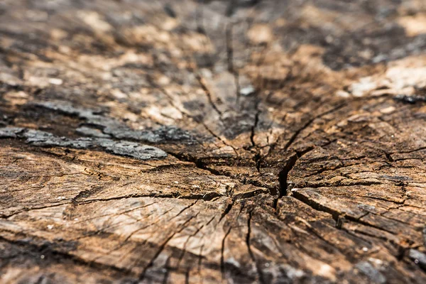 Cut of a tree,texture of crack wood background. — Stock Photo, Image