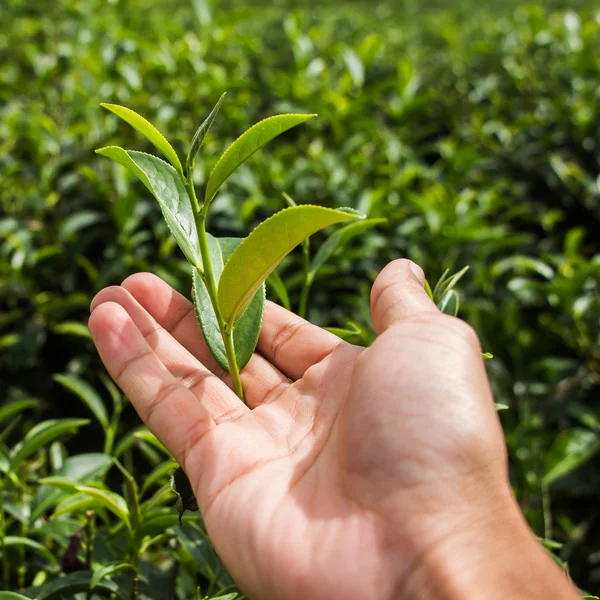 茶畑の上の手で新鮮な茶葉 — ストック写真