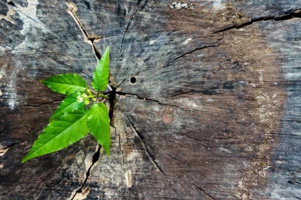 Little tree on Stump. — Stock Photo, Image