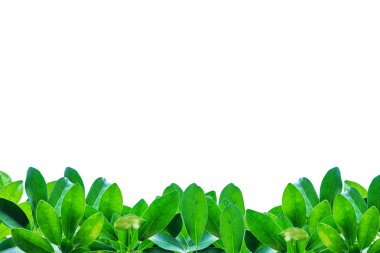 Beyaz üzerine izole edilmiş yapraklar