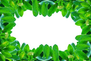 Beyaz üzerine izole edilmiş yapraklar