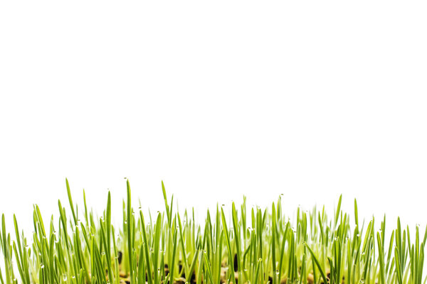 Grass isolated on white background.