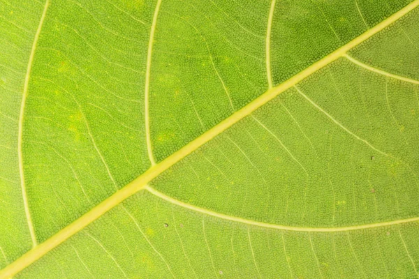 Textura de folha verde — Fotografia de Stock