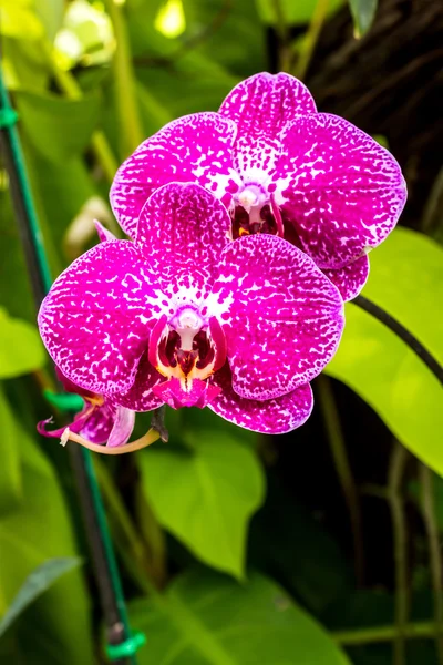 Orchidea virág zár-megjelöl kilátás. — Stock Fotó