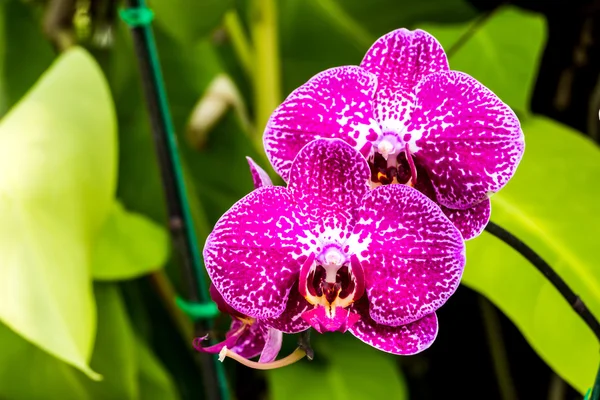 Orchidea virág zár-megjelöl kilátás. — Stock Fotó