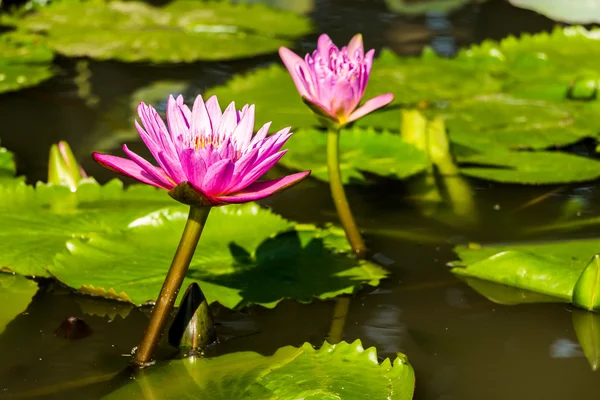 Schöne lila Seerosen, die im Teich schwimmen. — Stockfoto