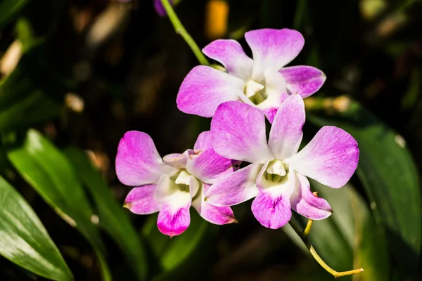 Цветок орхидеи крупным планом . — стоковое фото