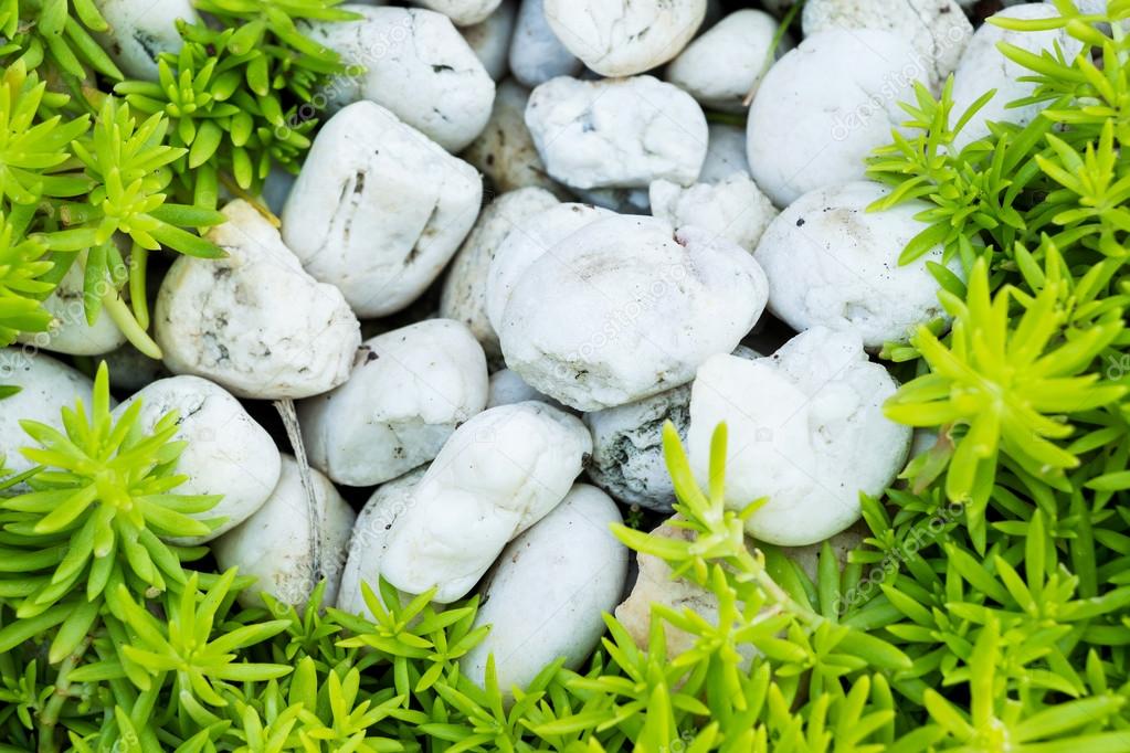 Green leaves with stone background.