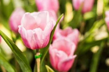 Lale alanında görünümü, sığ derinlik-in tarla kapatın
