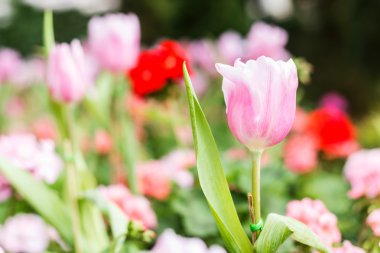 Lale alanında görünümü, sığ derinlik-in tarla kapatın