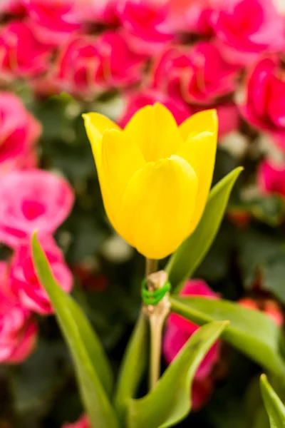 Tulpen im Feld Nahsicht, geringe Schärfentiefe — Stockfoto