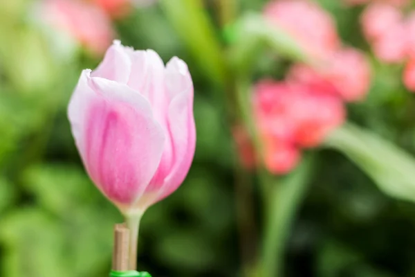 Тюльпаны в поле обзора вблизи, мелкая глубина резкости — стоковое фото