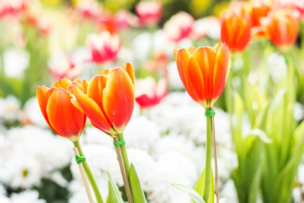 Tulipány v poli zblízka pohled, mělké hloubky ostrosti — Stock fotografie