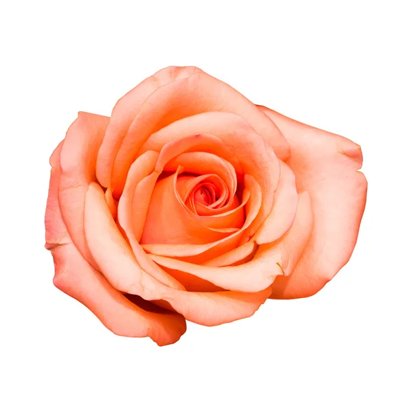 Rosa flor sobre fondo blanco — Foto de Stock