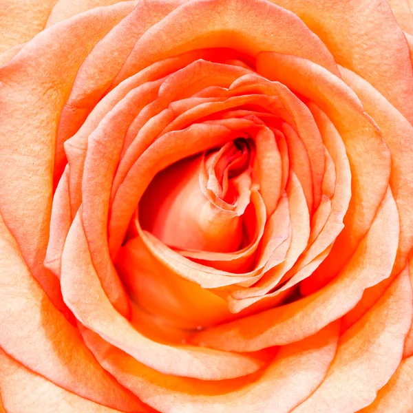 Nahaufnahme rosa Rose Blume auf weißem Hintergrund — Stockfoto