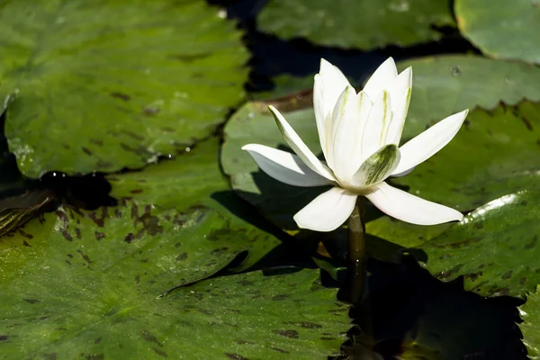 White water lily in pond. — Stock Photo, Image