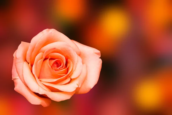 Biglietto di San Valentino con rosa su sfondo sfocato — Foto Stock