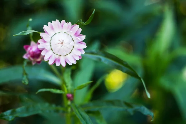 Bracted Strawflower, Paper Daisy, Everlasting Daisy — стоковое фото