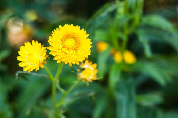 Plevami Strawflower, papírové Daisy, věčný sedmikráska — Stock fotografie