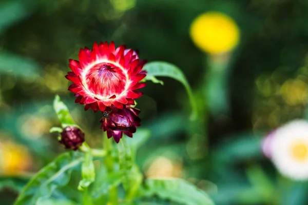 Plevami Strawflower, papírové Daisy, věčný sedmikráska — Stock fotografie