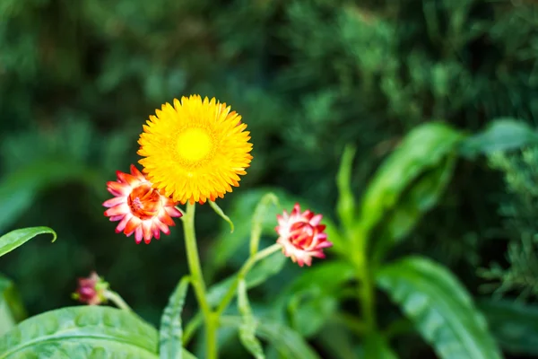 Hochblättrige Erdbeere, Papierblume, immerwährendes Gänseblümchen — Stockfoto