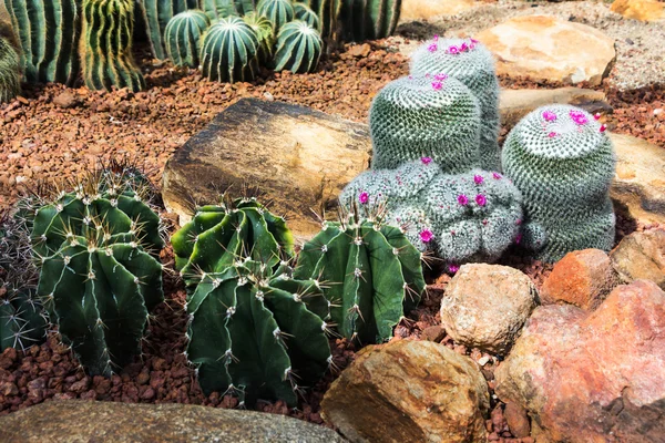 Cactus — Stockfoto