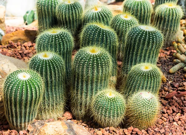 Cactus — Foto de Stock