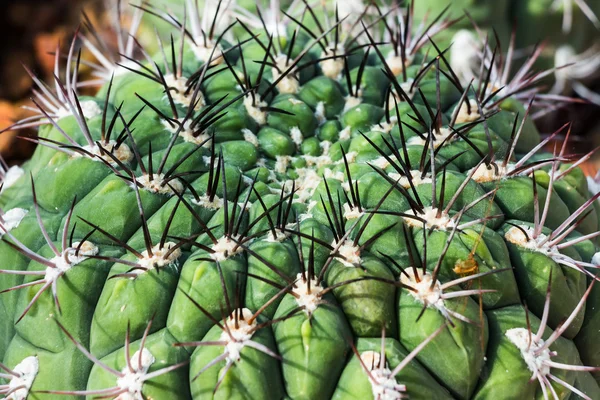 Cactus — Foto de Stock