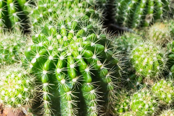 Cactus — Foto de Stock