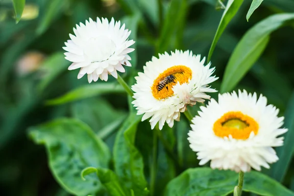 Bracted Strawflower, kağıt Daisy, sonsuz Daisy