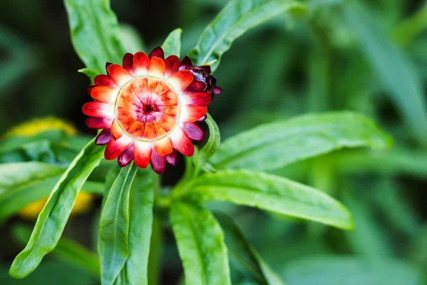 Hochblättrige Erdbeere, Papierblume, immerwährendes Gänseblümchen — Stockfoto