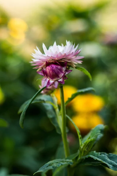 Bracted Strawflower, Paper Daisy, Everlasting Daisy — стоковое фото