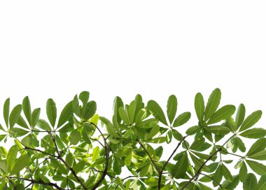 Beyaz arkaplanda izole edilmiş yapraklar