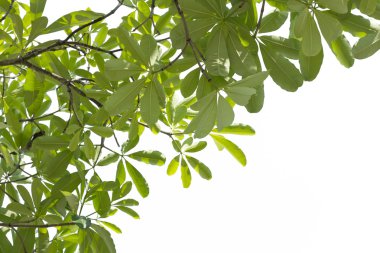 Beyaz arkaplanda izole edilmiş yapraklar