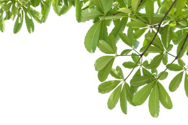 Beyaz arkaplanda izole edilmiş yapraklar